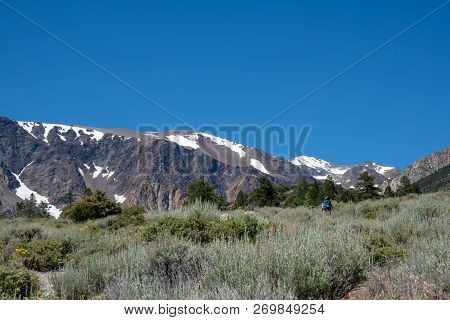 Female Hiker Makes Her Way Through Bushwhacking The Sagebrush On The Parker Lake Trail In California
