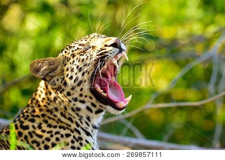 Yawning Male Leopard Waking Up From His Nap Taken On Safari In South Africa