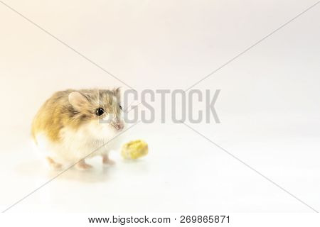 Roborovski Hamster With Food Isolated On White Background, Looking To The Camera.