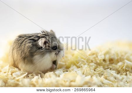 Roborovski Hamster In Wood Shavings Or Flakes With Solid Gray Background.