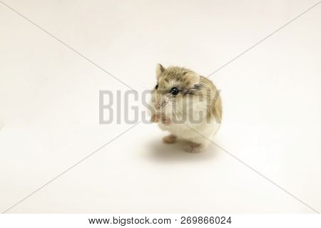 Roborovski Hamster Isolated On White Background, Hands Touching.