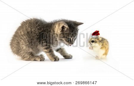 Roborovski Hamster With Santa Hat Isolated On White Background, Hands Folded.