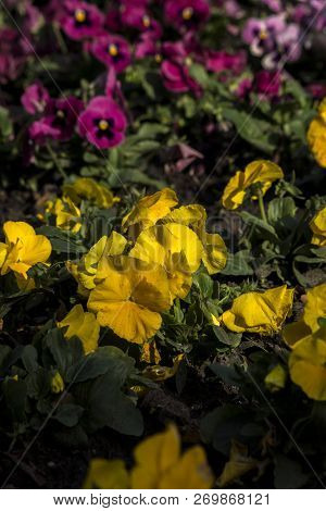 Garden Potters (viola Wittrockiana) Thrive In The Garden.