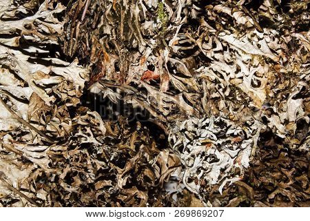 Dry Mosses And Lichens.moss And Lichen Background.dried Lichens And Mosses.