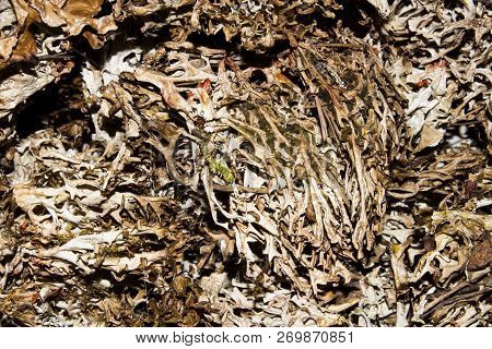 Dry Mosses And Lichens.moss And Lichen Background.dried Lichens And Mosses.