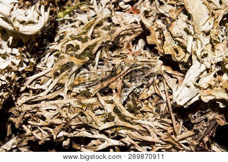 Dry Mosses And Lichens.moss And Lichen Background.dried Lichens And Mosses.
