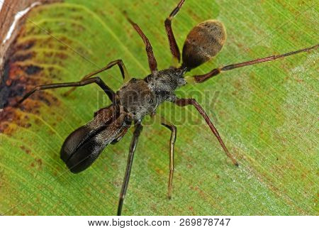 Macro Photography Of Ant Mimic Jumping Spider On Back Of Banana Leaf