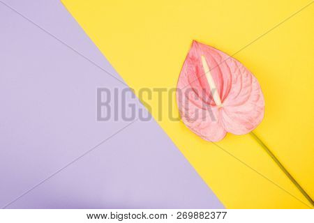 Tropical Flower Called Laceleaf On The Pastel Yellow And Purple Background. Trendy Colors. Copy-spac