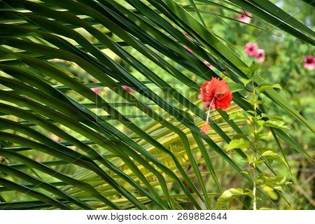 A Single China Rose ( Hibiscus Rosasinensis ) Also Known As Chinese Hibiscus And Shoeblackplant In C