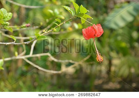 Single China Rose ( Hibiscus Rosasinensis ) Also Known As Chinese Hibiscus And Shoeblackplant In Clo