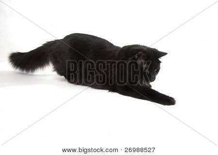 Imagen de un gato negro sobre un fondo blanco