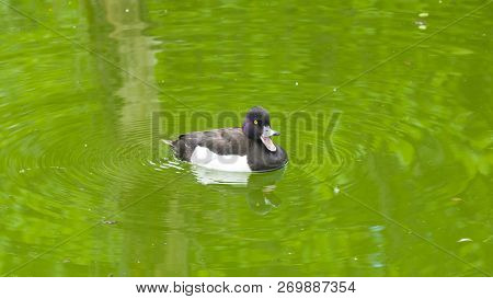 Male Tufted Duck Or Aythya Fuligula Swimming In River, Close-up Portrait, Selective Focus, Shallow D