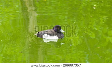 Male Tufted Duck Or Aythya Fuligula Swimming In River, Close-up Portrait, Selective Focus, Shallow D
