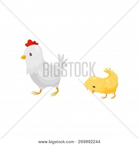 White Hen Walking With Little Yellow Chick. Domestic Fowl. Farm Birds. Flat Vector Icon