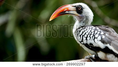 A Beautiful Nice Southern Yellow Billed Hornbill