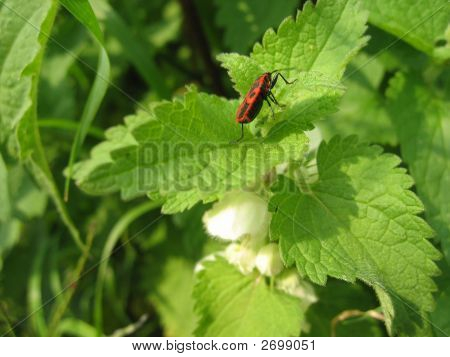 Bug sur une plante