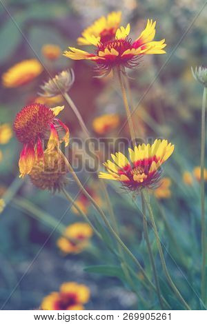 Beautiful Bright Yellow Flower Helenium On  Blooming Green Meadow