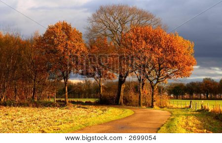 Chemin d'accès aux arbres de l'automne