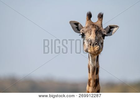 Close-up Of Masai Giraffe Head Facing Camera