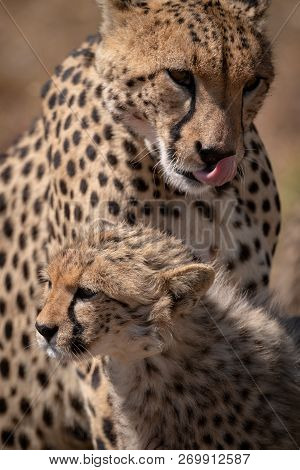 Close-up Of Cheetah With Cub Licking Lips