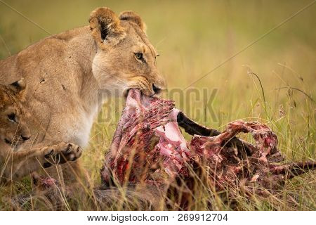 Close-up Of Lioness And Cub Eating Kill