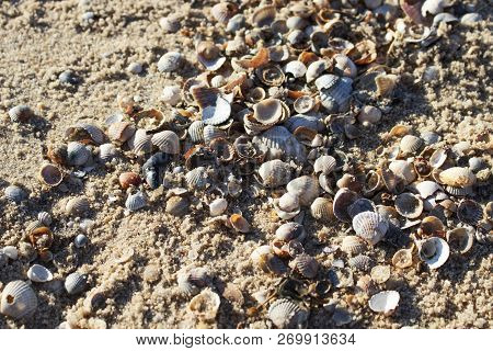 Background With Sand And Sea Shells. Sandy Surface. Wild Beach Theme. Image With Place For Text.