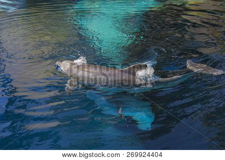 Portrait Of Happy Smiling Bottlenose Dolphins Swimming And Playing In Blue Water
