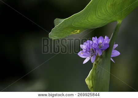 The Close-up Photo Of Common Water Hyacinth Flower.