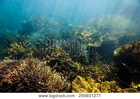 Ningaloo Reef - Coral Bay - Western Australia