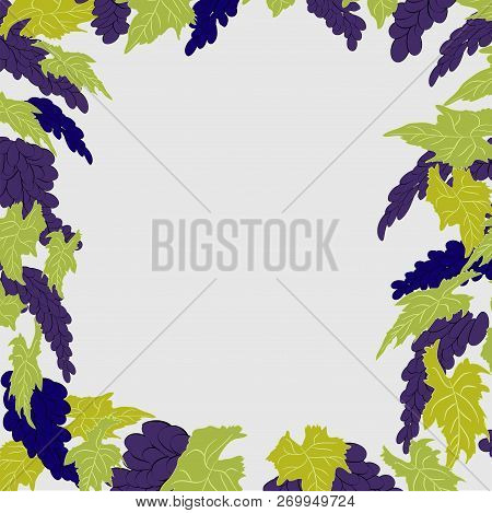Hand Drawn Illustrations Of White Grapes Vector Eps 10