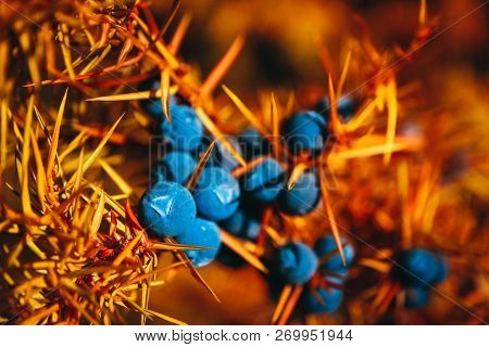 A Juniper Branch With Blue Berries, Autumn. Juniper Fruiting, Close Up. Alpine Mountain Nature.