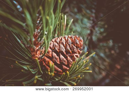 Evergreen Pine Three Branch With One Pine Cone. Fir-tree, Conifer, Spruce Close Up, Blurred Backgrou