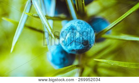 A Juniper Branch With Blue Berries, Autumn. Juniper Fruiting, Close Up. Alpine Mountain Nature.