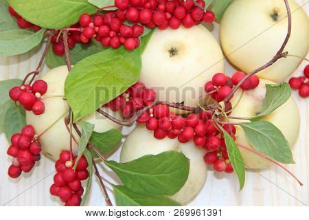 Schisandra And White Apples. Still Life With Ripe Schizandra And Apples