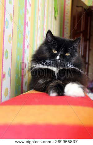 Black Cat Laying On Colored Back Of Sofa. Domectic Animal Has A Rest