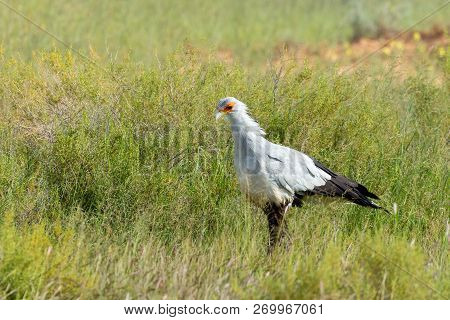 Secretary Bird, (sagittarius Serpentarius) In Kalahari, Green Desert After Rain Season. Kgalagadi Tr