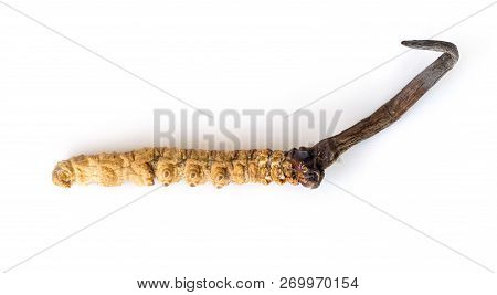 Ophiocordyceps Sinensis (chong Cao, Dong Chong Xia Cao) Or Mushroom Cordyceps This Is A Herbs On Iso