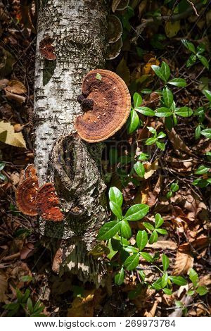 Inonotus Obliquus, Commonly Known As Chaga Mushroom (a Latinisation Of The Russian Word чага), Is A 