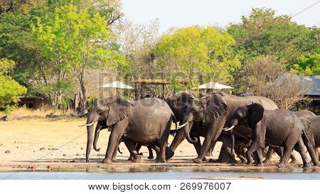 Herd Of African Elephants Walking Past A Safari Lodge With Thatched Chalets In The Background. Makol