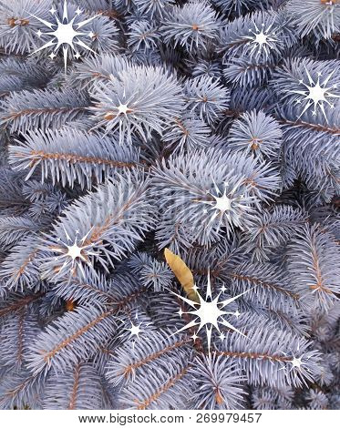 Blue Spruce With Painted White Decorative Snowflakes. Blue Fir. Christmas Tree. Fragments Of Branche