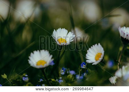 Wild White Yellow Daisies Together In The Grass