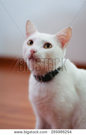 White Cat With Yellow Eyes Cute Pet