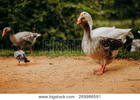 Wild White Goose Duck Walking Around Bird