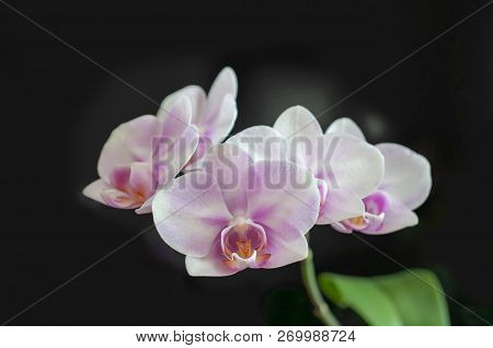 Flowers Orchid Phalaenopsis Miki Sakura Close-up On Dark Background