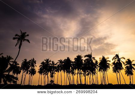 Palm Tree Silhouettes At Sunset In Hawaii: Hawaii Is A Place Of Incredible Natural Beauty. These Pal