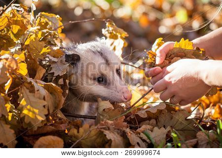 The Virginia Opossum, Didelphis Virginiana, In Autumn Park