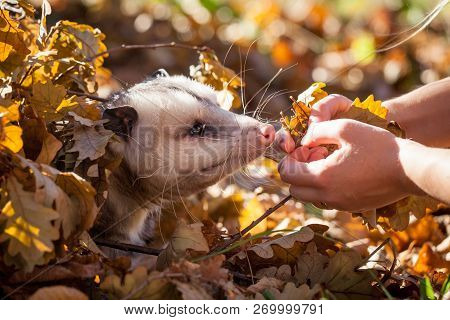 The Virginia Opossum, Didelphis Virginiana, In Autumn Park