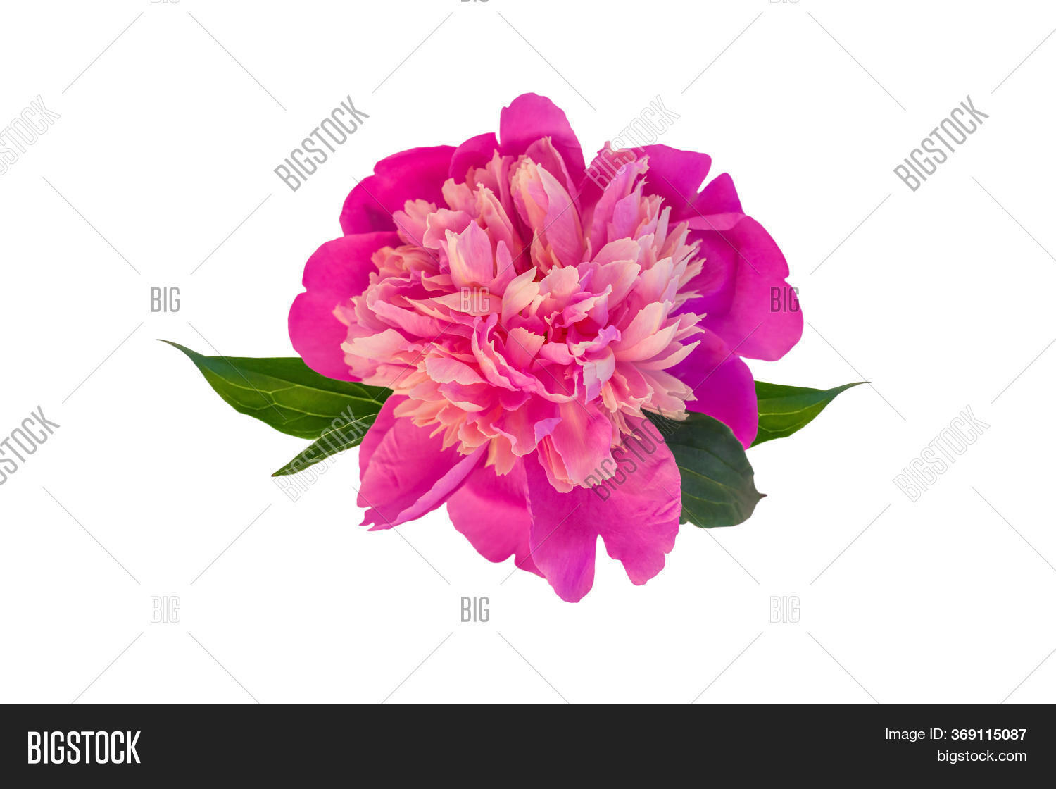 Peony Single Flower Image &amp; Photo (Free Trial) | Bigstock