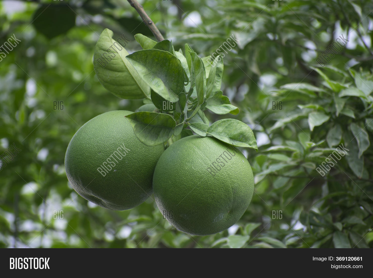 Pomelo, Pummelo, Image & Photo (Free Trial) Bigstock