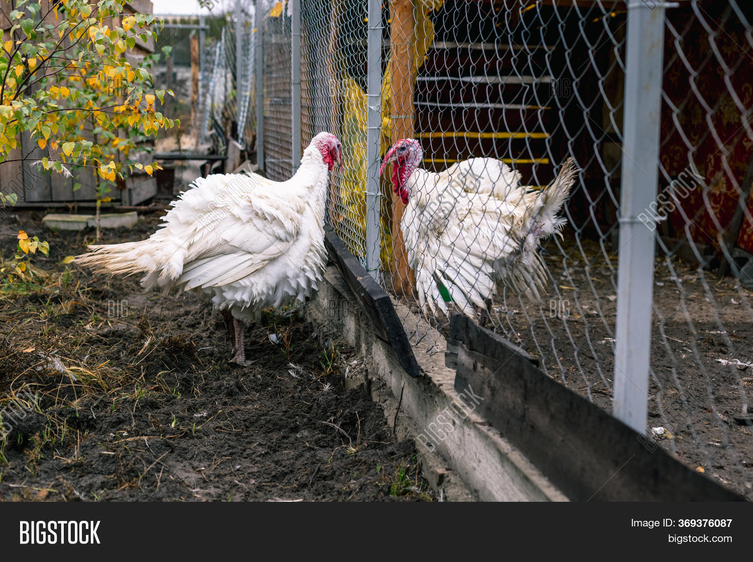 Two Turkeys Stand On Image & Photo (Free Trial) Bigstock